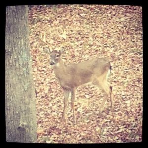 Monday Morning Visitor